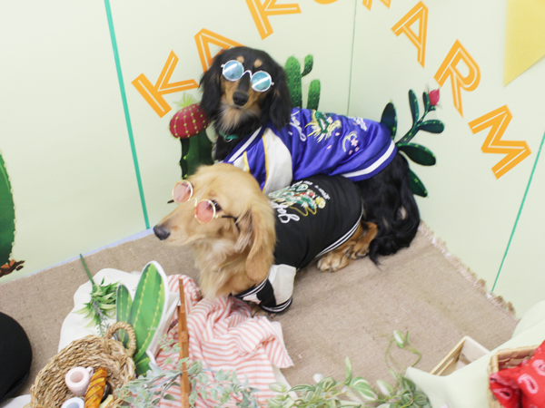 ２年生とモデル犬の写真撮影会♪～PART①～